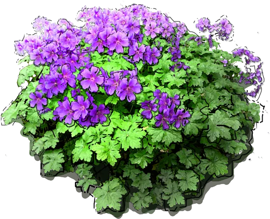 Plant - Geranium platypetalum