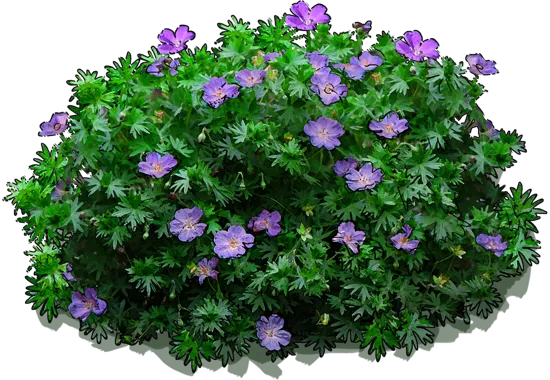 Plant - Rozanne Hardy Geranium