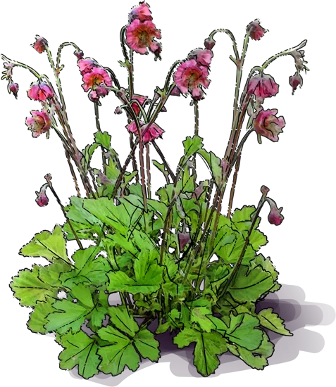 Plant - Water Avens \u0027Leonard’s Variety\u0027