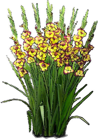 Plant - Gladiolus \u0027Flevo Laguna\u0027