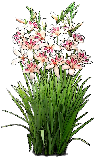 Plant - Hardy Gladiolus Mix