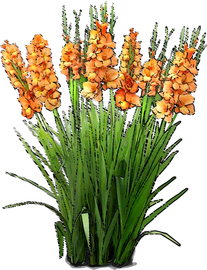 Plant - Gladiolus \u0027Saga\u0027