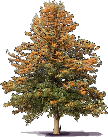 Plant - Silky Oak