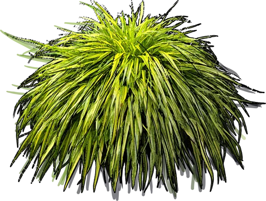 Plant - Hakonechloa macra Aureola