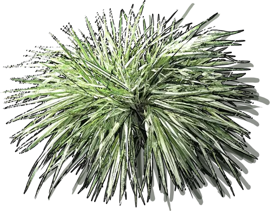 Plant - Hakonechloa macra Fubuki