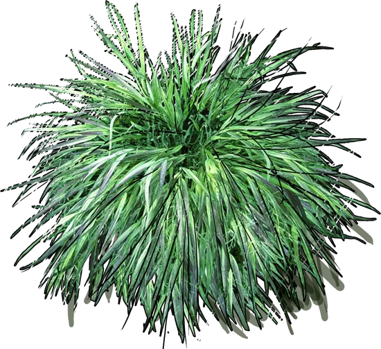Plant - Hakonechloa macra Naomi