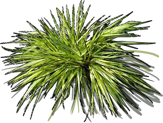 Plant - Hakonechloa macra Sunny Delight