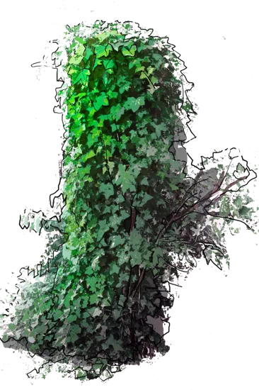 Plant - Common Ivy