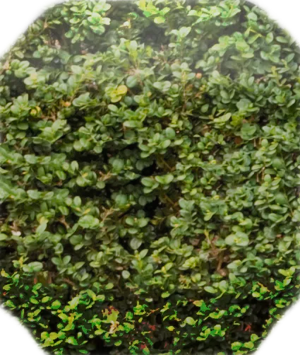 Plant - Berberis thunbergii \u002D low hedge