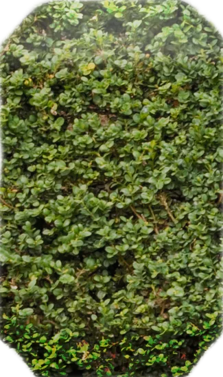 Plant - Berberis thunbergii \u002D hedge