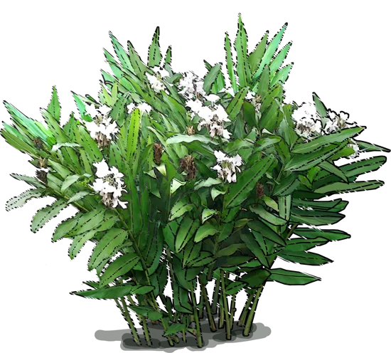 Plant - White Ginger Lily