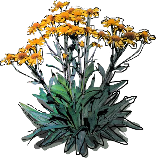 Plant - Helenium hoopesii