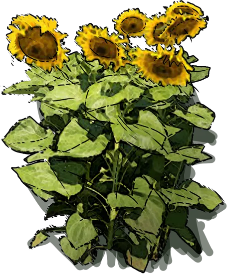 Plant - Southeastern sunflower