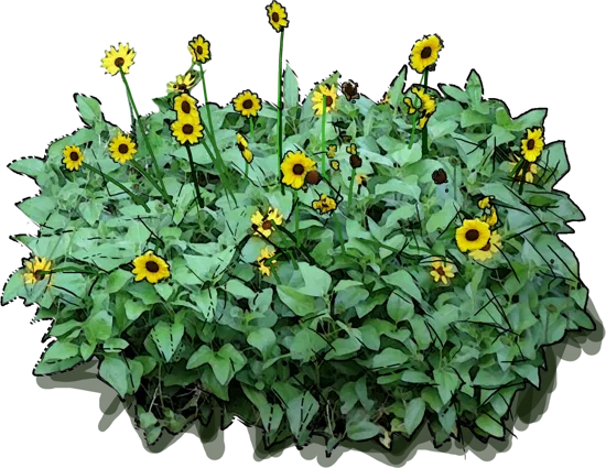 Plant - Weak sunflower