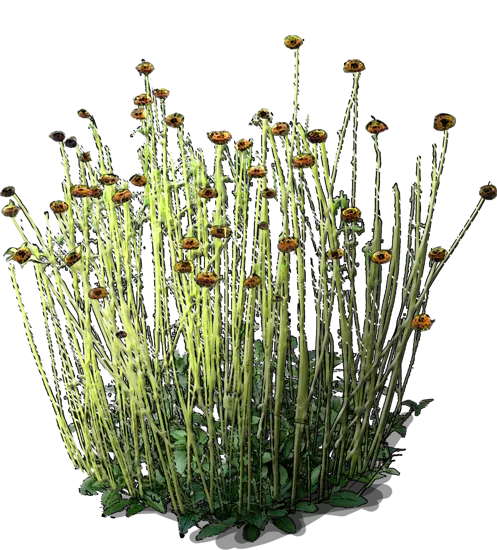 Plant - Helianthus radula
