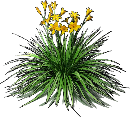 Plant - Hemerocallis hybrida Chicago Sunrise