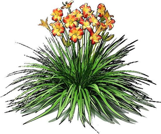 Plant - Hemerocallis hybrida Frans Hals