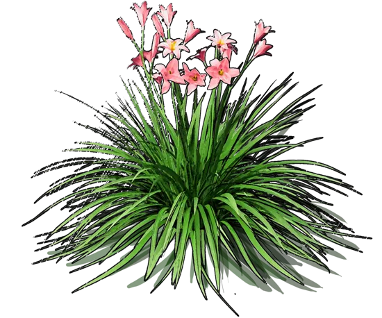 Plant - Hemerocallis hybrida Pink Damask