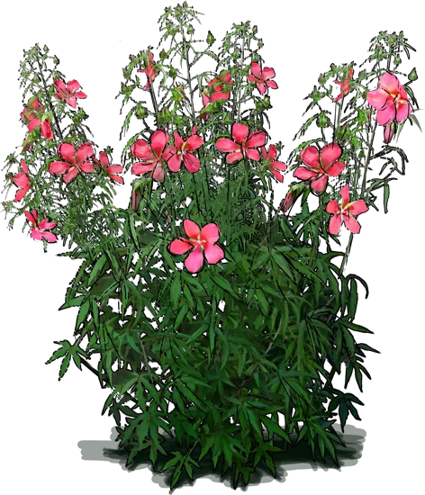 Plant - Scarlet Rose Mallow