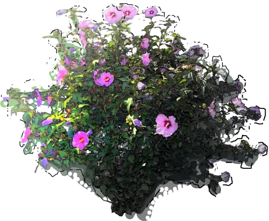 Plant - Rose of Sharon