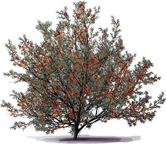 Plant - Sea Buckthorn