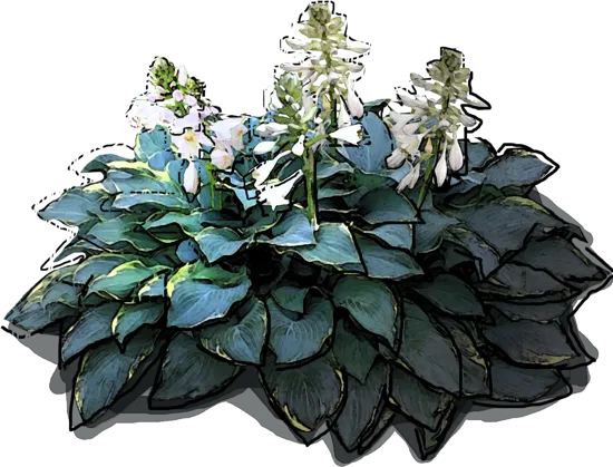 Plant - Hosta hybrid \u0027Regal Splendour\u0027