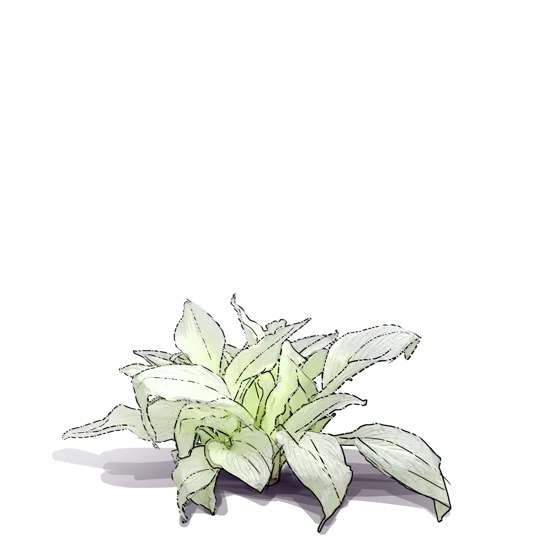 Plant - Plantain Lily \u0027White Feather\u0027