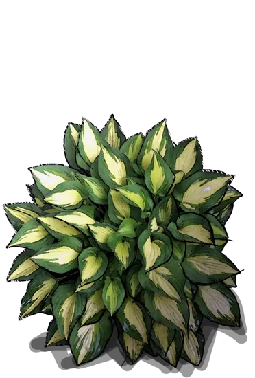 Plant - Hosta Xanadu