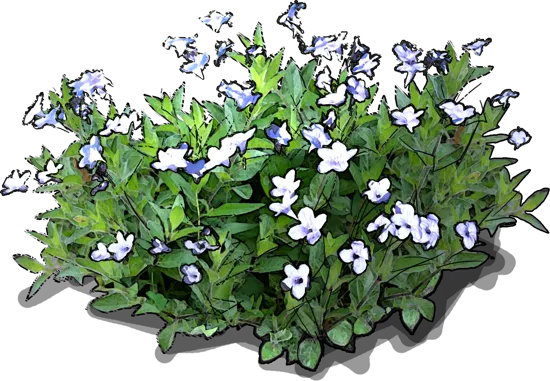 Plant - Ruellia humilis