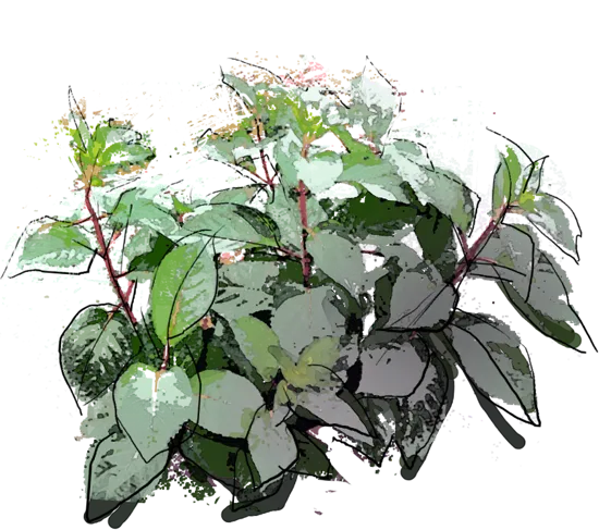 Plant - Masja Bigleaf Hydrangea