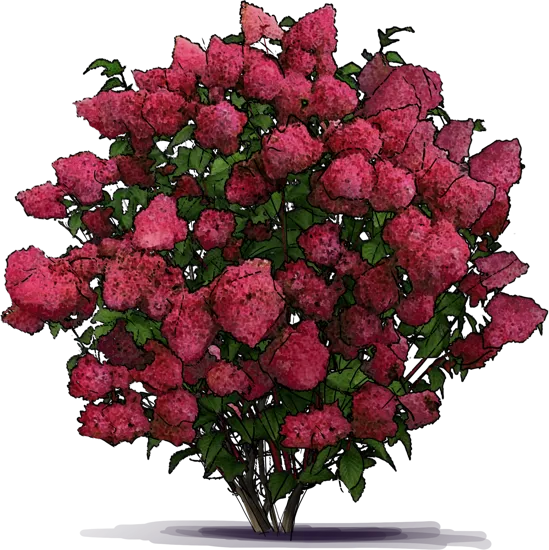 Plant - Panicle Hydrangea \u0027Wim\u0027s Red\u0027