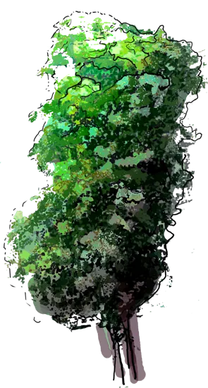 Plant - Climbing Hydrangea