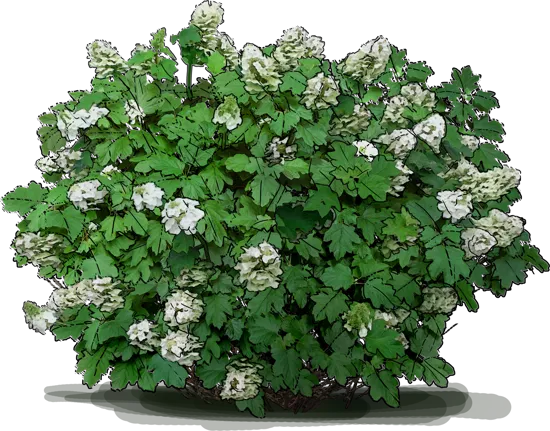 Plant - Oakleaf Hydrangea