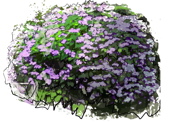 Plant - Mountain Hydrangea \u0027Intermedia\u0027