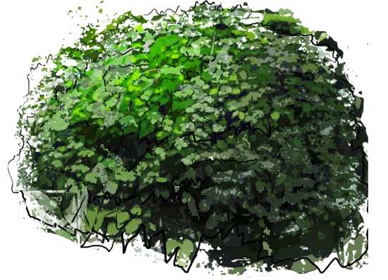 Plant - Mountain Hydrangea \u0027Intermedia\u0027