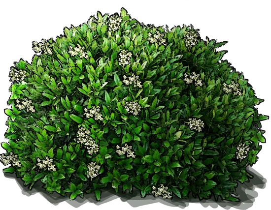 Plant - Dwarf Chinese Holly