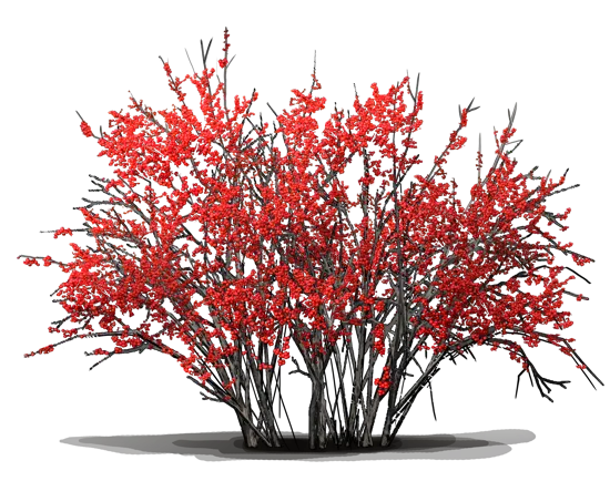 Plant - Winterberry \u0027Winter Red\u0027