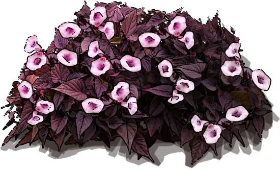 Plant - Purple sweet potato