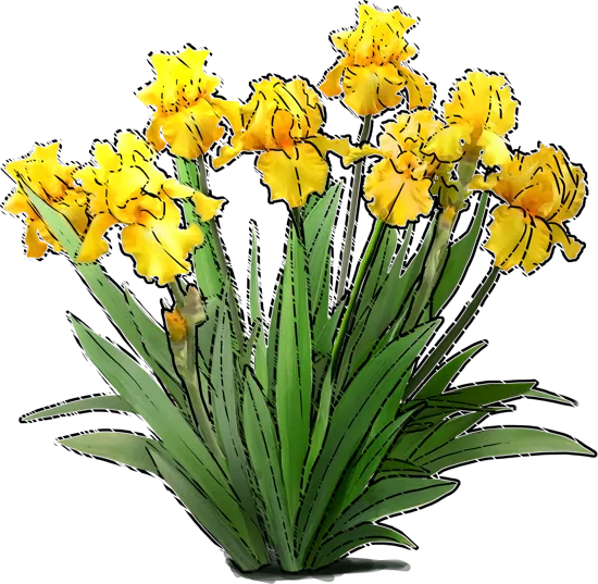 Plant - Tall Bearded Iris \u0027Acapulco Gold\u0027