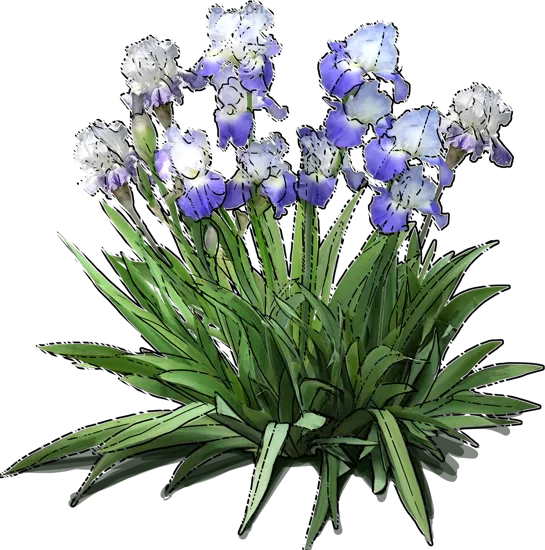 Plant - Tall Bearded Iris \u0027Clarence\u0027