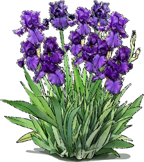 Plant - Tall Bearded Iris \u0027Dusky Challenger\u0027