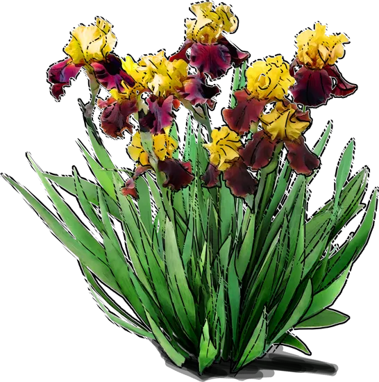 Plant - Tall Bearded Iris \u0027Supreme Sultan\u0027