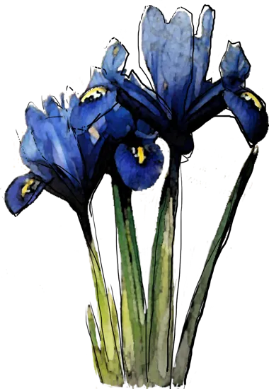 Plant - Netted Iris