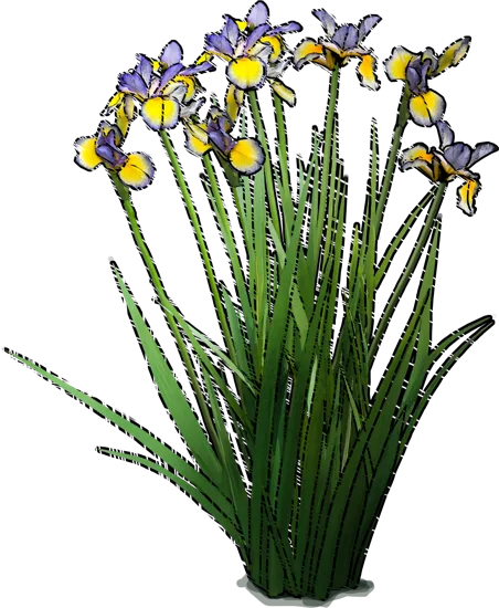 Plant - Blue Iris \u0027Missouri Rainbow\u0027