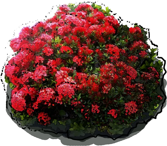 Plant - Ixora Maui Red