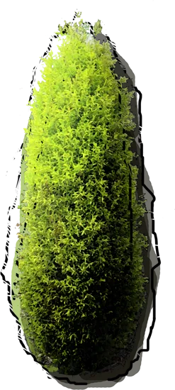 Plant - Juniperus communis Gold Cone