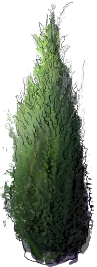 Plant - Irish Juniper