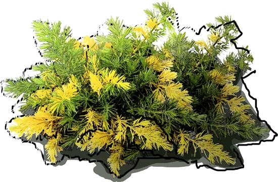 Plant - Juniperus conferta Golden Wings