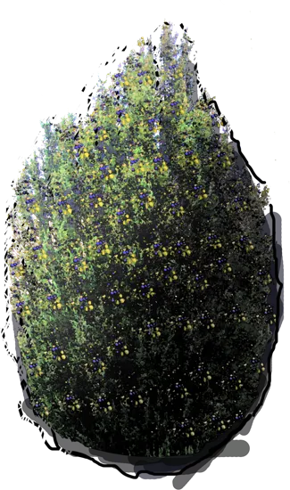 Plant - Juniperus oxycedrus