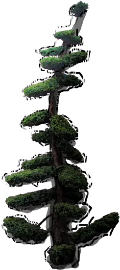 Plant - Juniperus pingii Loderi bonsai